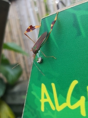 Anisoscelis scutellaris