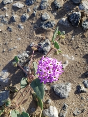 Abronia villosa