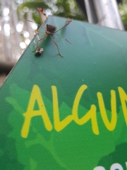 Anisoscelis scutellaris