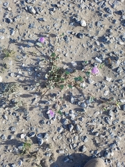 Abronia villosa