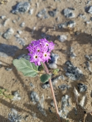 Abronia villosa