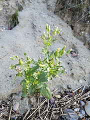 Érechtite à feuilles d'épervière (Erechtites hieraciifolius) — photo 3