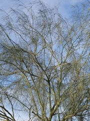 Parkinsonia aculeata