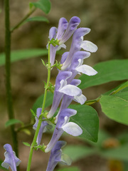 Scutellaria serrata