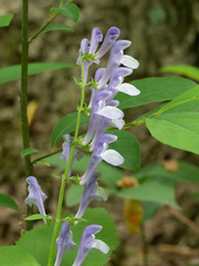 Scutellaria serrata