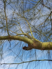Parkinsonia aculeata