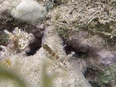 Malacoctenus triangulatus