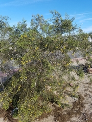 Larrea tridentata