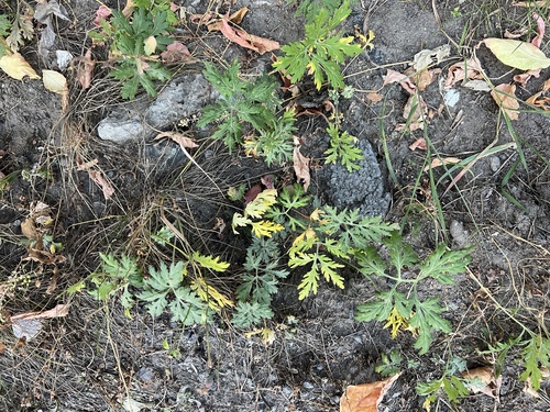 Artemisia sieversiana iNat (2)