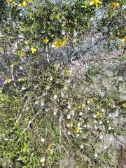 Larrea tridentata