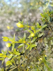 Larrea tridentata