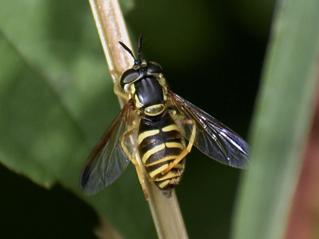 Broad-banded Meadow Fly from Wistar Rd, Villanova, PA, US on October 6 ...