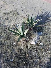 Agave