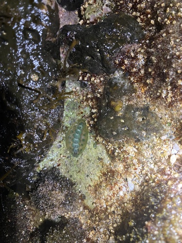 Acanthochiton observed 2023-09-29
