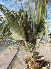 Coryphoideae