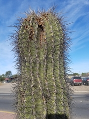 Cactoideae