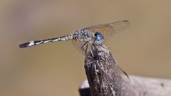 Micrathyria longifasciata