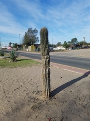 Cactoideae