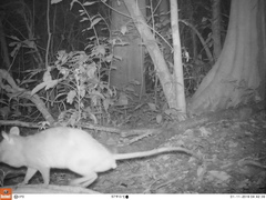 Cricetomys gambianus