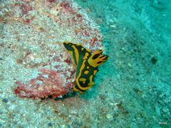 Tambja gabrielae