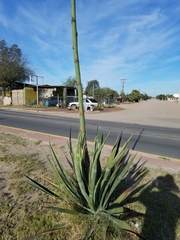 Agave