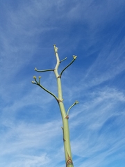 Agave