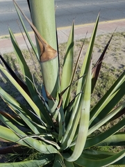 Agave