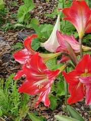 Hippeastrum vittatum