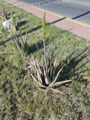 Aloe