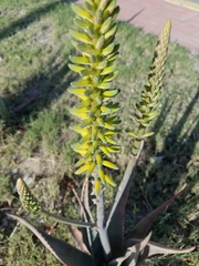 Aloe
