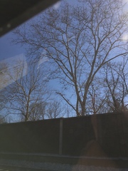 Platanus occidentalis