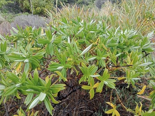 Image of Veronica dieffenbachii by (c) John Barkla, some rights reserved (CC BY)