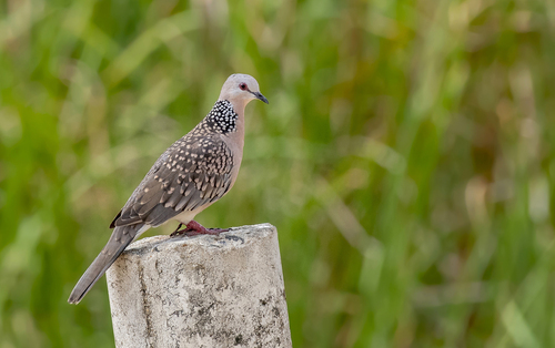 Spotted Dove