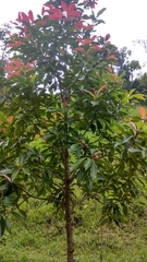 Syzygium myrtifolium