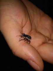 Alocorhinus curtisii