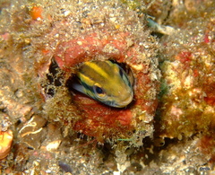 Petroscirtes breviceps