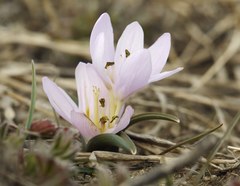Colchicum bulbocodium