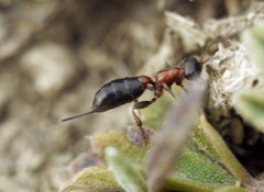 Thaumatogelis gallicus