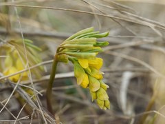 Gymnospermium odessanum