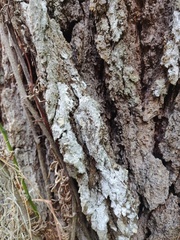 Tracheophyta