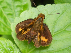 Oriens goloides