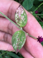 Gomphrenoideae