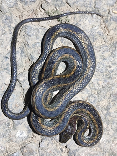 Photo of a Boulenger's Keelback (Hebius boulengeri)