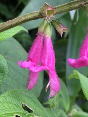 Salvia tortuosa