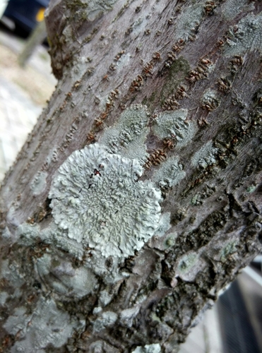 Pyxine cocoes