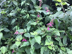 Salvia tortuosa