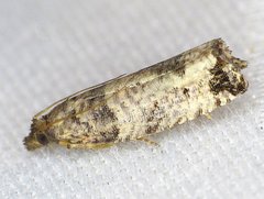 Notocelia culminana