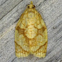 Adoxophyes negundana