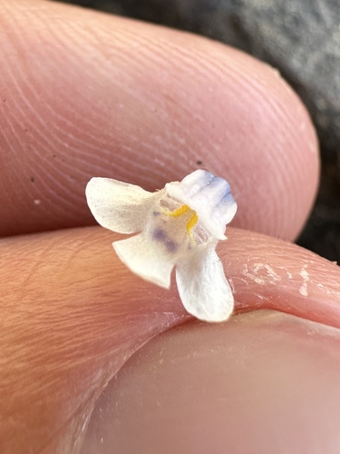 Image of Lindernia monticola by (c) Matt Berger, some rights reserved (CC BY)