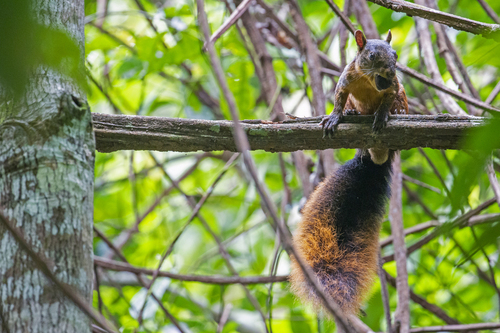 Northern Amazon Red Squirrel